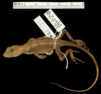 Media type: image;   Herpetology R-100152